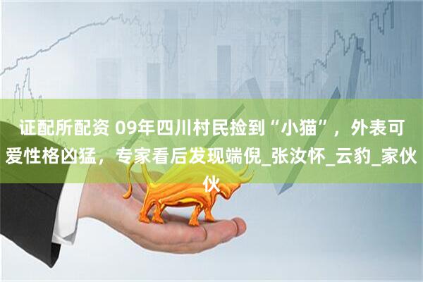 证配所配资 09年四川村民捡到“小猫”，外表可爱性格凶猛，专家看后发现端倪_张汝怀_云豹_家伙